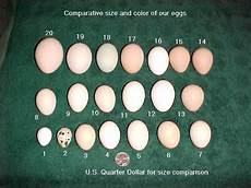 Keeping Chickens Indoors Chicken Egg Colors Eggs