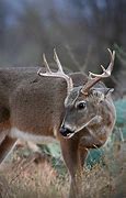 Image result for Whitetail Deer Sacrum