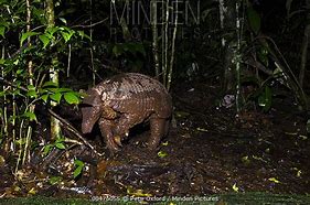 Image result for Rainforest Armadillo