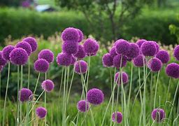 Image result for Plant Flower Bulbs