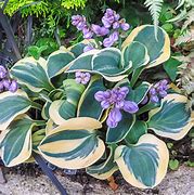 Image result for Hosta Mighty Mouse