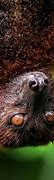 Image result for Ugly Scary Flying Foxes