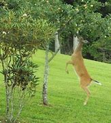 Image result for Killer Deer and Apple Tree
