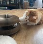 Image result for Catnip Ball