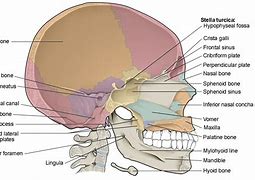 Image result for Lower Jaw Pain Sinus