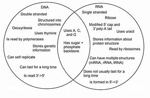 Image result for Comparing DNA and RNA