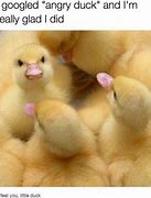 Image result for Happy Duck Meme