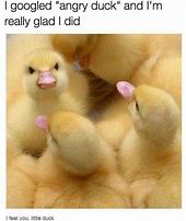 Image result for Duck Love Memes