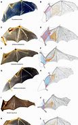 Image result for Types of Bat Wings