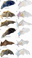 Image result for Anti Bat Wing