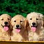 Image result for Cutest Puppies Ever