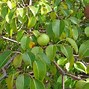 Image result for Manchineel Tree Sap