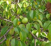Image result for Poison Tree in Barbados