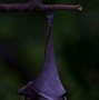 Image result for Scary Bat Wallpaper