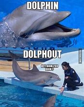 Image result for Dolphin Memes Cute