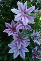 Image result for Purple Clematis with White Stripes