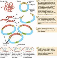 Image result for Bacterial Plasmid DNA