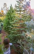 Image result for apple hill christmas tree