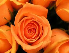 Image result for Rose iPhone Wallpaper