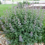 Image result for Nepeta grandiflora Blue Danube