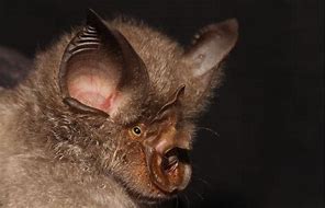 Image result for Chinese Bat