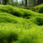 Image result for Cool PC Wallpapers Green