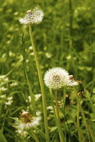 Image result for Grass Pollen Allergy