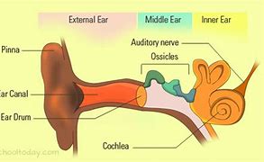 Image result for Human Ear Anatomy