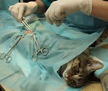 Image result for Cat Surgery