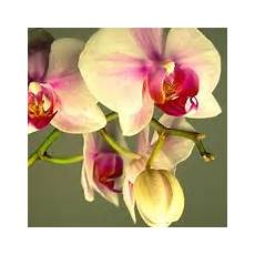 orchidee fiori appassiti i fiori di orchidea phalaenopsis orchidee orchidee fiori appassiti i fiori di orchidea phalaenopsis orchidee