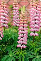 Image result for Lupinus The Chatelaine