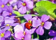 Image result for iPhone 11 Pro Max Wallpaper Insects