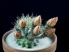 Image result for Cactus Nature Desktop Nexus