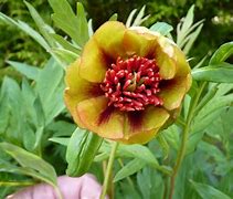 Image result for Paeonia delavayi