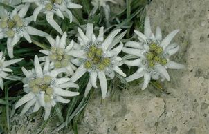 Image result for Leontopodium alpinum Mount Blanc