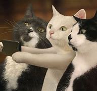 Image result for Cute Funny Wallpapers