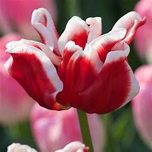 Tulipa Elegant Crown માટે ઇમેજ પરિણામ