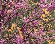 Image result for Cercis canadensis Alley Cat