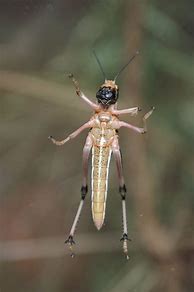 Image result for Locust