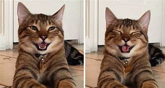 Image result for Kitten Laughing Meme Uranus