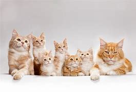Image result for Kitten Family