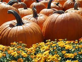Image result for Fall Pumpkin iPhone Backgrounds