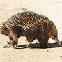 Image result for Red Strong Echidna