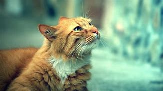 Image result for Cool Cat 1080