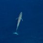 Image result for Largest Ocean Animal