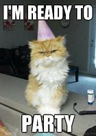 Image result for Party Time Cat Meme