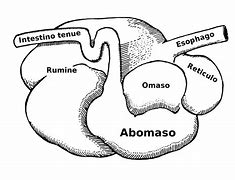 Image result for abomaso