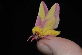 Image result for Pink and Yellow Moth