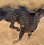 Image result for Cheetah Pring Monitor