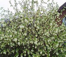Image result for Ribes sanguineum White Icicle
